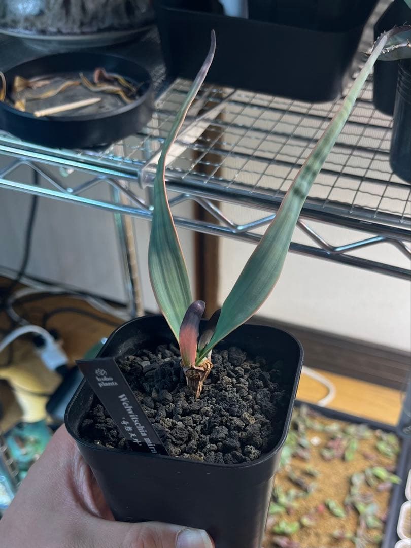 奇想天外　Welwitschia mirabilis ウェルウィッチア ウェルウィッチア ミラビリス 奇想天外 特大株【934】 | PROTOLEAF