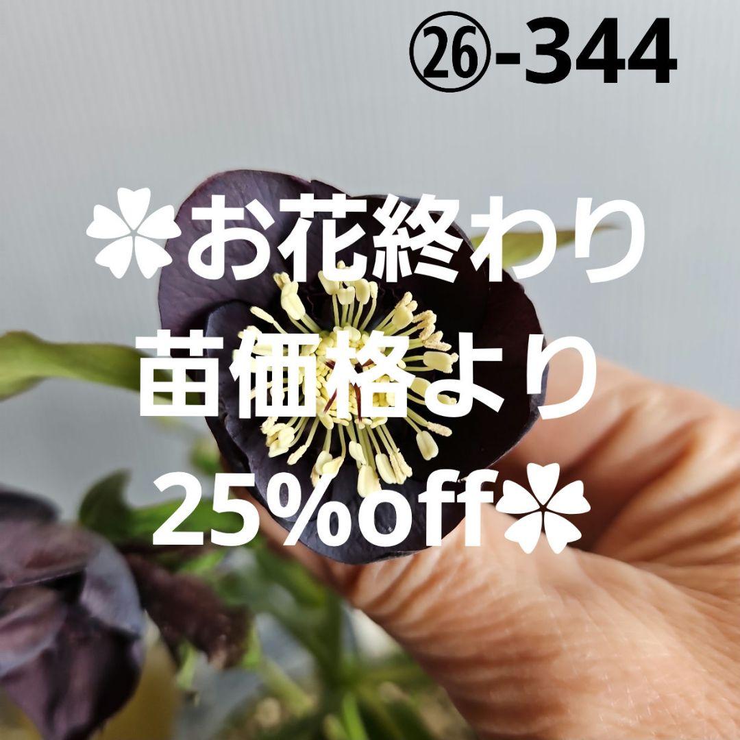 ㉖-344クリスマスローズ 本日は、園内で咲き始めた「クリスマスローズ」をご紹介します