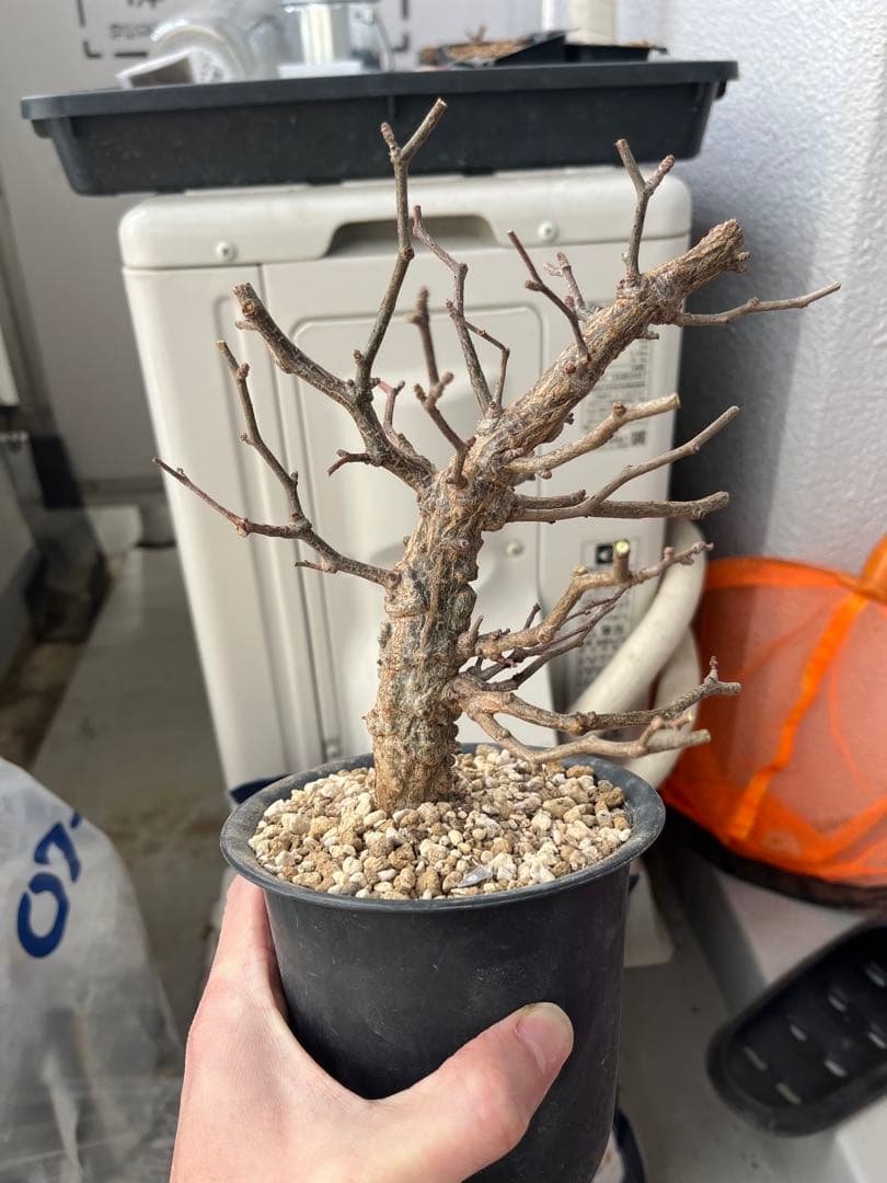 早い者勝ち 超極太 実生パキプス パキプス オペルクリカリアパキプス