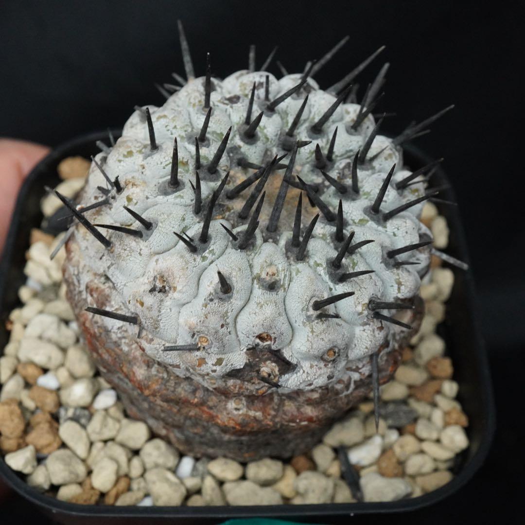 110 発根済み 孤竜丸 コピアポア コルムナアルバ copiapoa - メルカリ