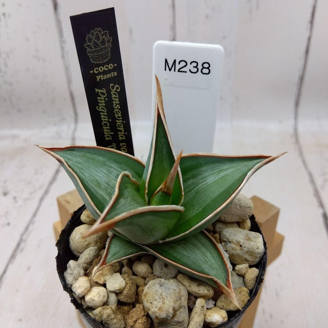 ☆M238☆ 希少 サンスベリア ピングイキュラホワイト ベアルート