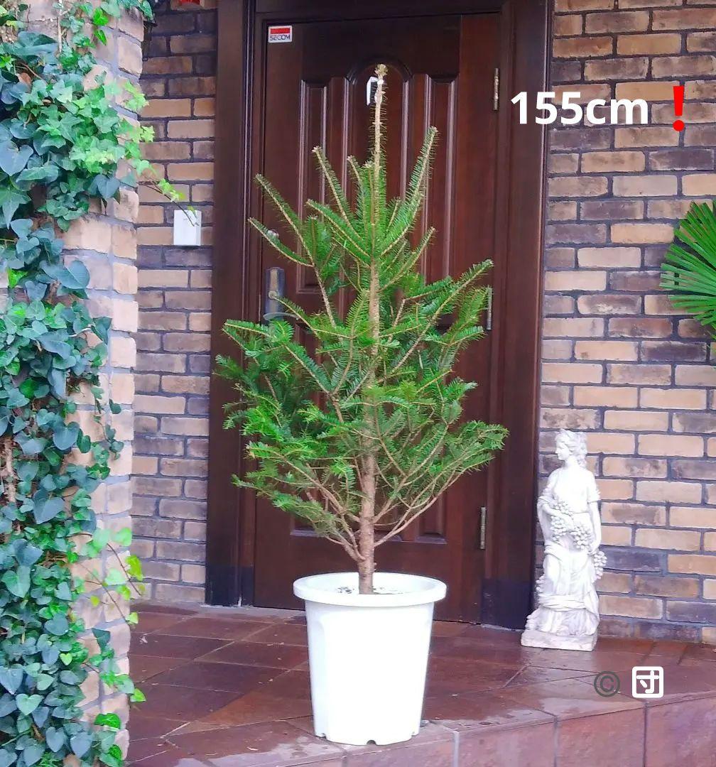 モミの木 苗木 大型 155cm❗12号❗綺麗な樹形 クリスマスツリー 鉢植済 観葉植物 おしゃれ 大型 モミの木 インテリアグリーン もみの木