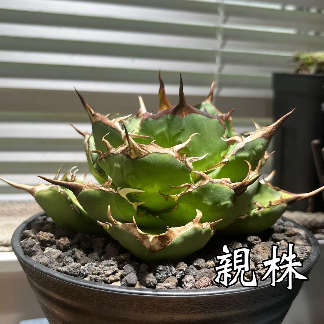 アガベ ペルシアン ドワーフ 子株① - メルカリ