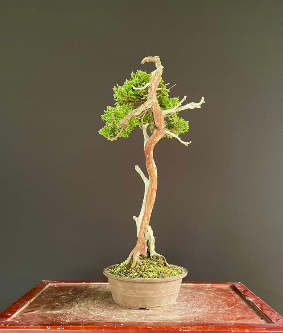 白木盆栽園 文人 真柏 樹高48センチ 盆栽黒松赤松五葉松真柏雑木趣味