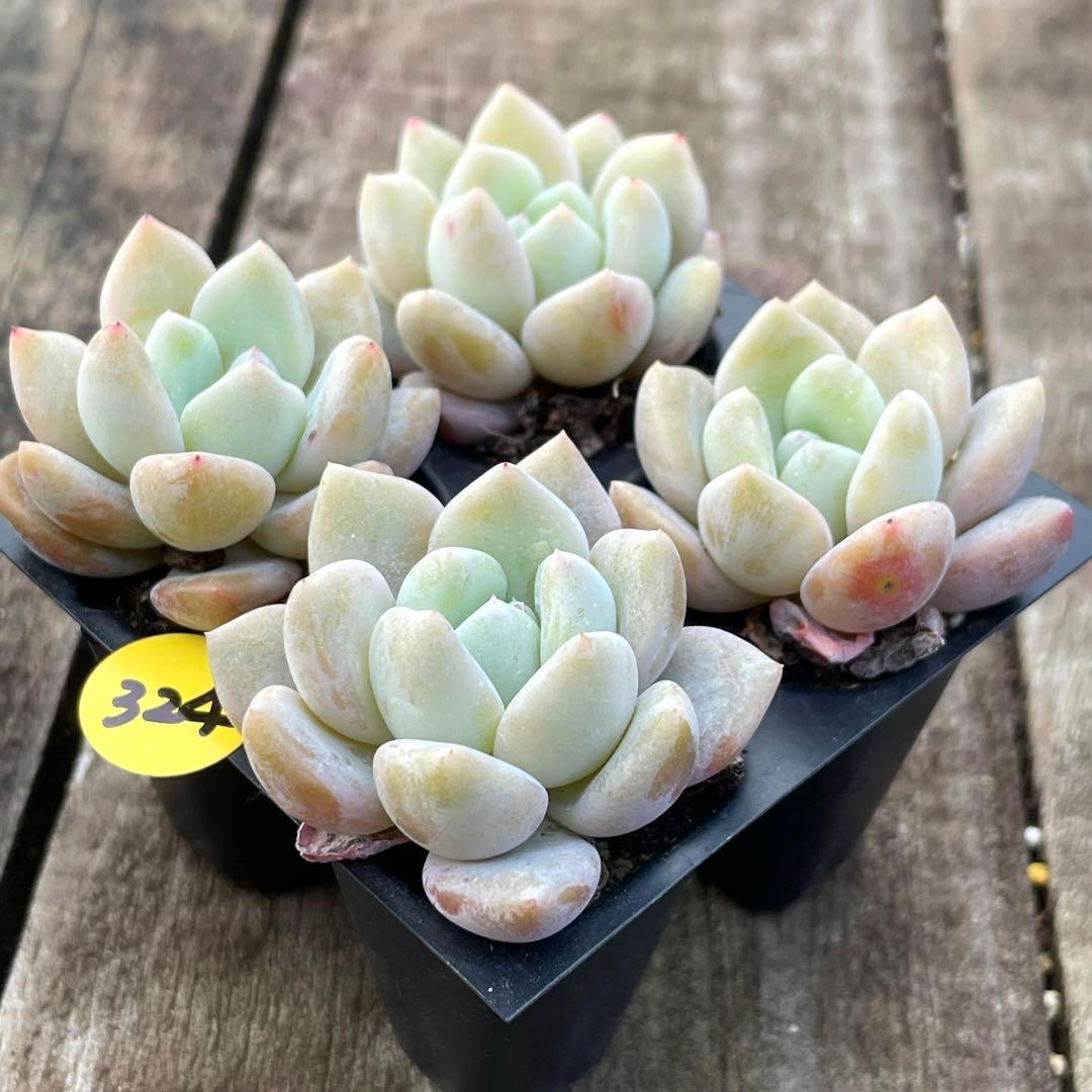 SALE❗️324多肉植物 エケベリア 氷玉 抜き苗 寄せ植え 4苗セット