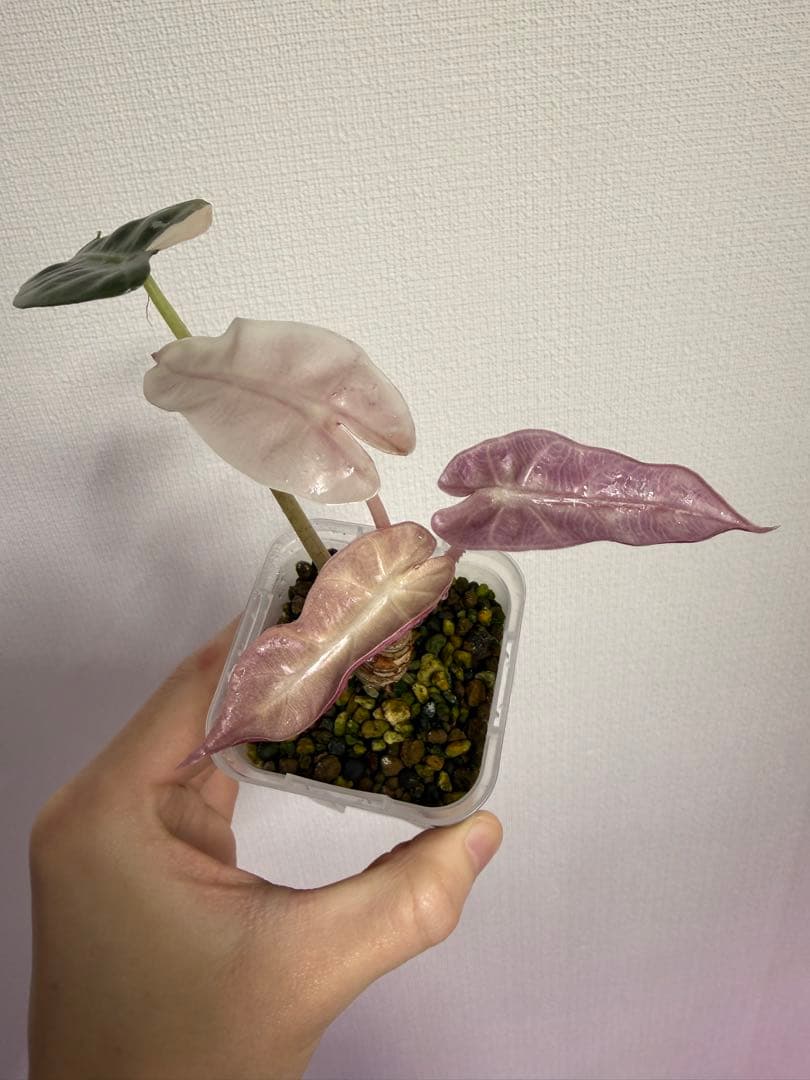 アロカシア シンポバリエガータ変異個体とバンビーノピンク