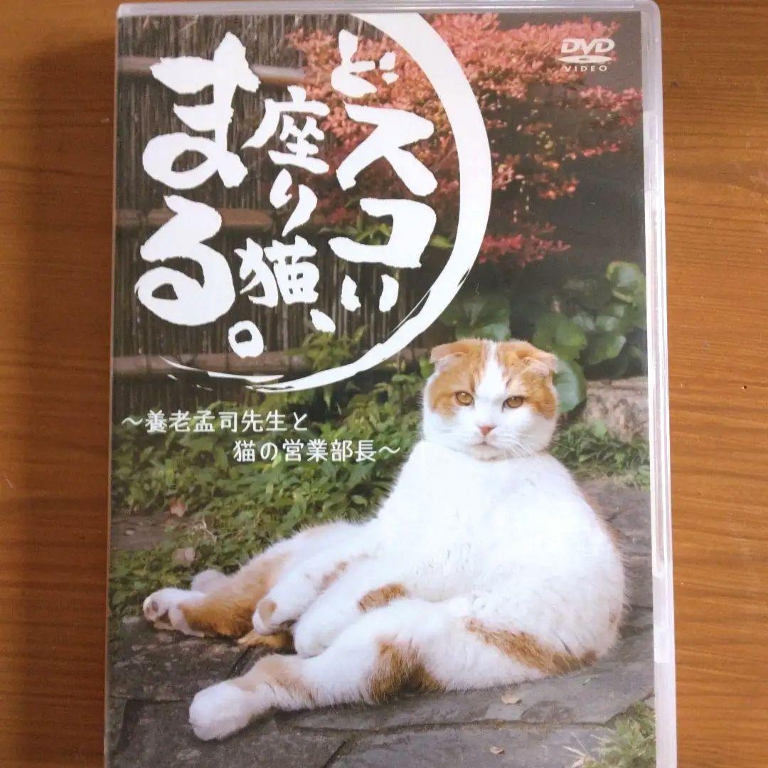 希少DVD どすこい座り猫まる。養老孟司先生と猫の営業部長 - メルカリ