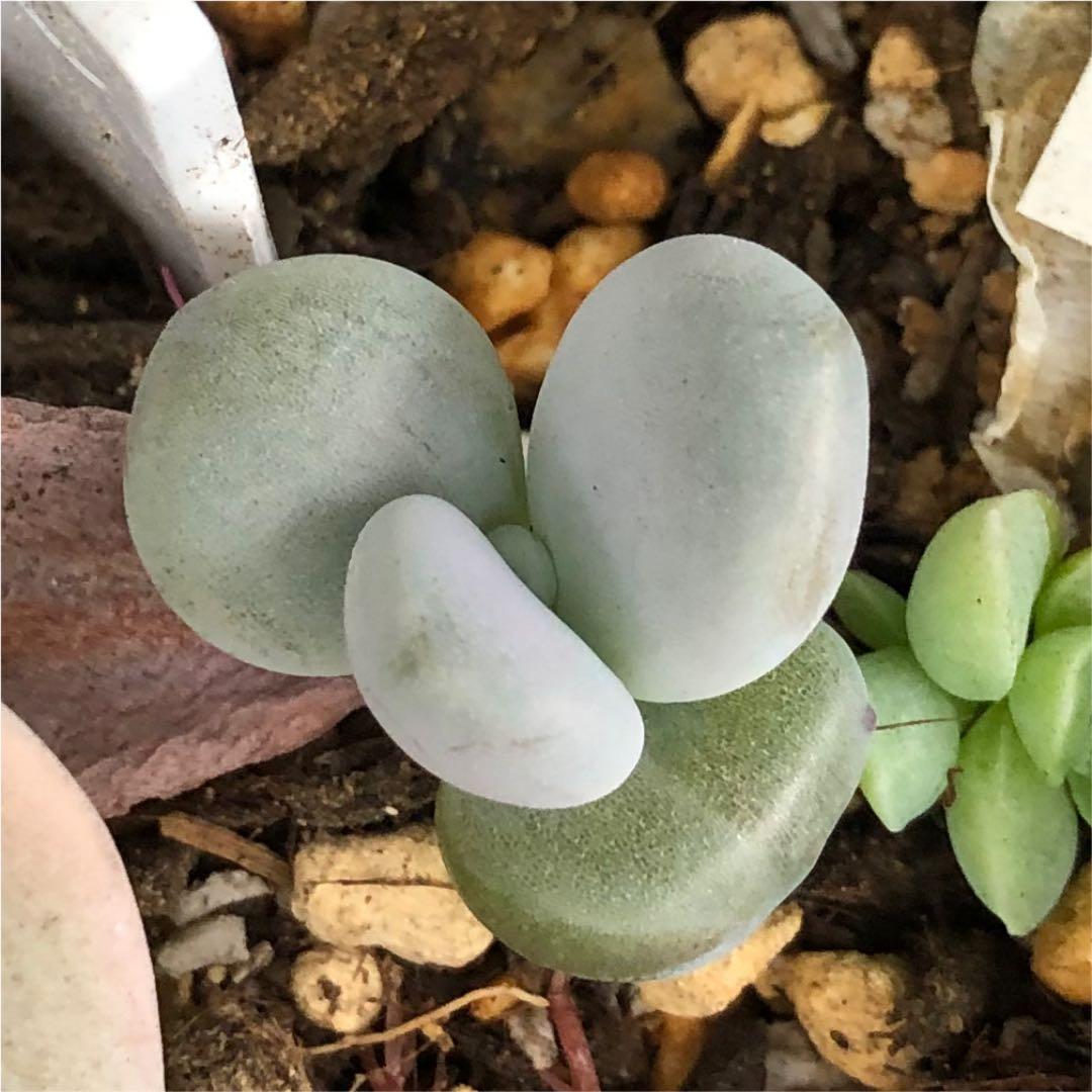 多肉植物^o^葉挿し赤ちゃん　ラオン シルエット 葉挿し赤ちゃん 土実験の1年間（2025年7月終了