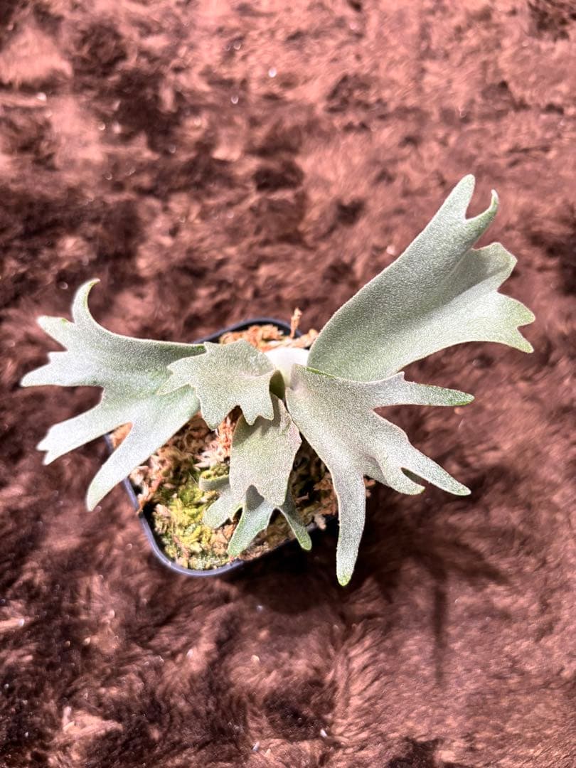 P.willinckii calm×月光爪哇 sporeling - メルカリ