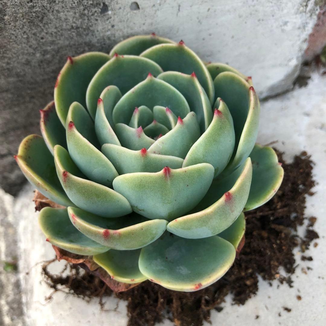 多肉植物✩.*˚七福神 抜き苗 現物 多肉植物 七福神錦 特大 抜き苗 | るる農園~多肉植物専門