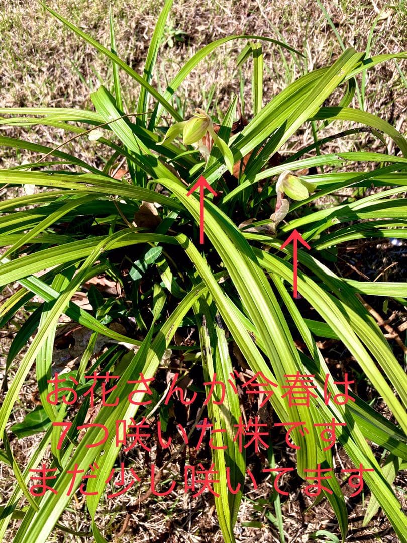 天然野生の春蘭＊花芽9個の超巨大優良株/根が頑丈で抜群！】シュンラン