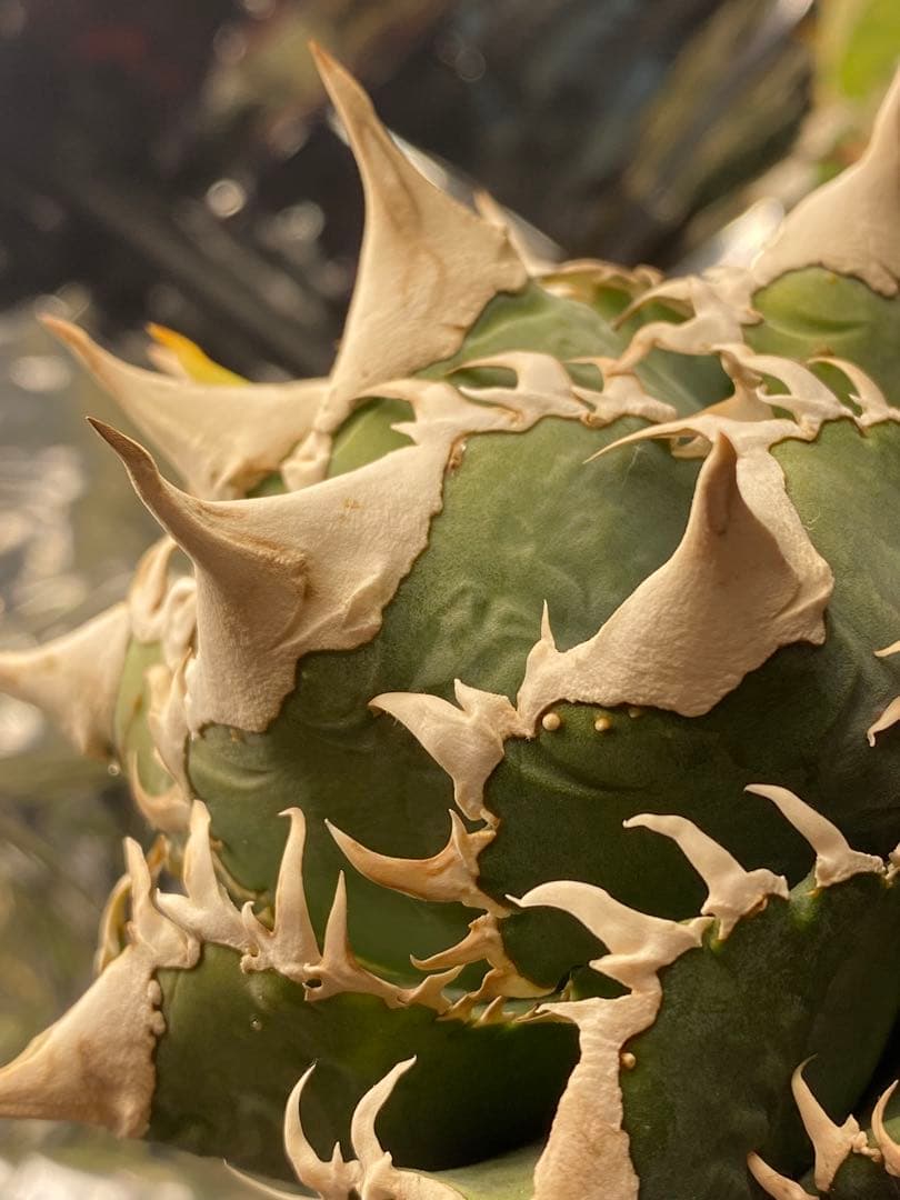 lize 大白鯊　間違い無しのドーベルP血統　子株販売②