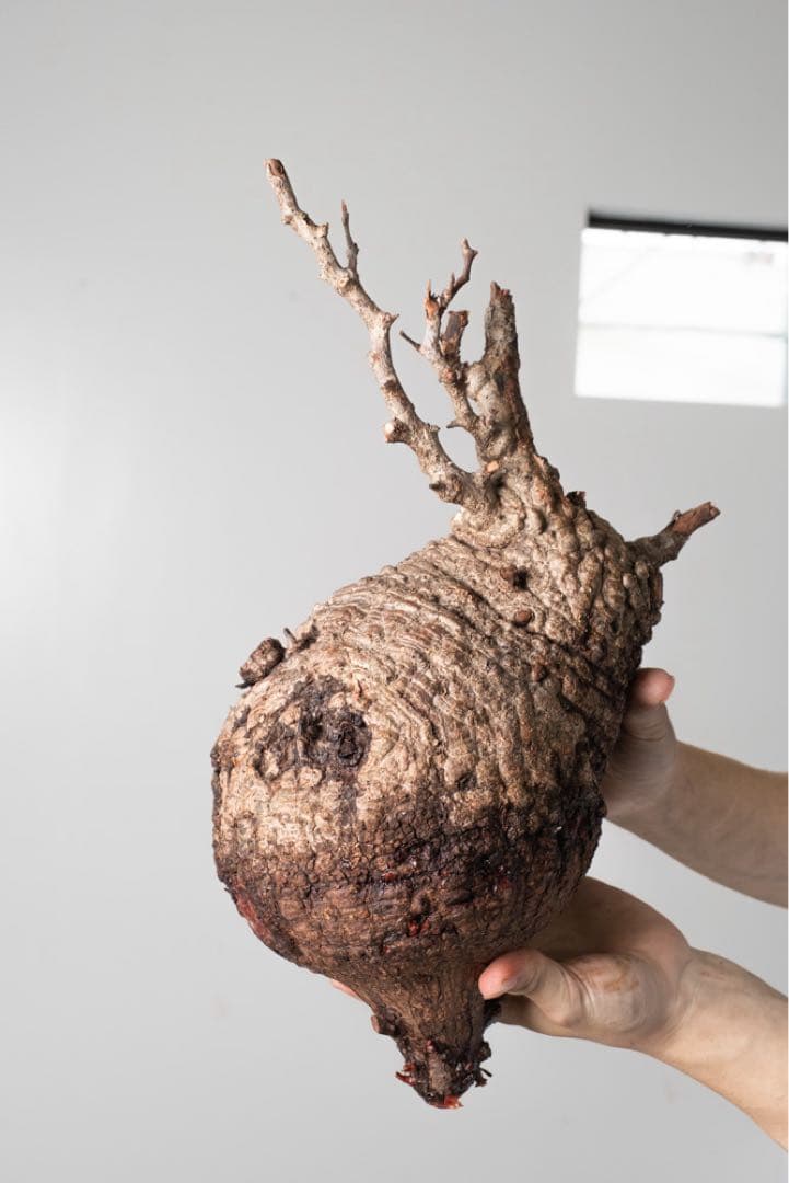 AP130 オペルクリカリア パキプス ベアルート株 塊根植物専門『ハコネコオークション』開催中！！ – HakoNeko_Plants