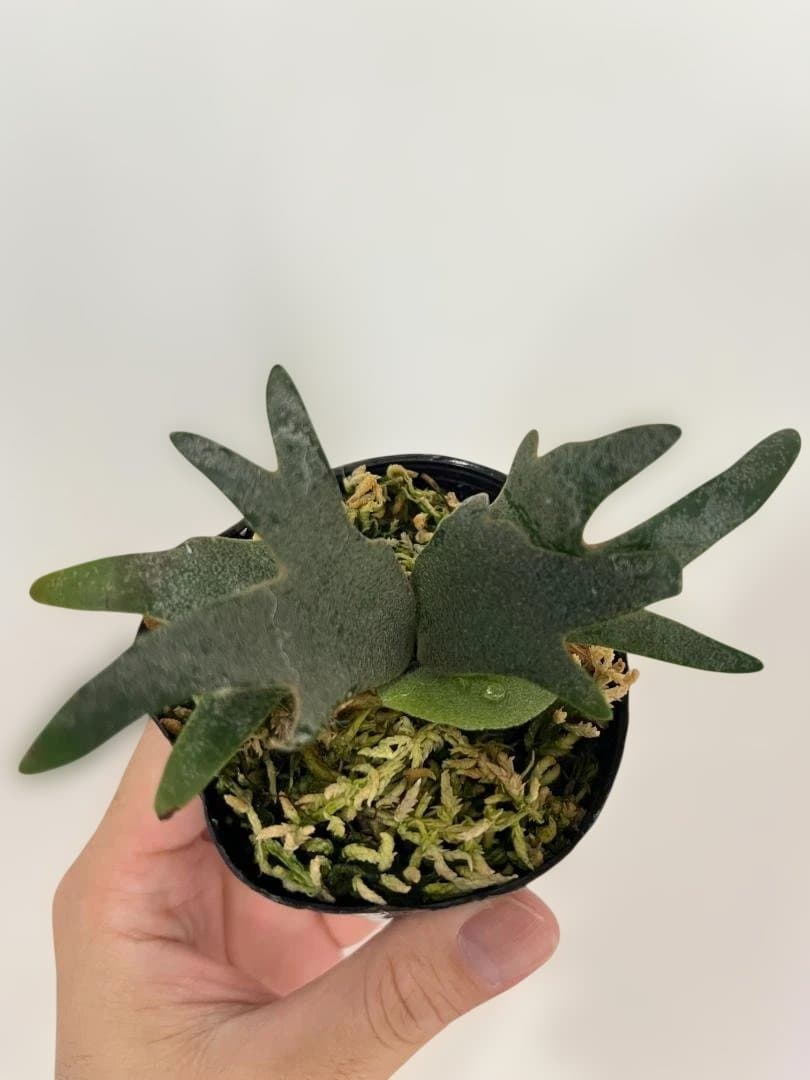 極小ドワーフ・新葉展開中】P. willinckii 'Nano' spore - メルカリ