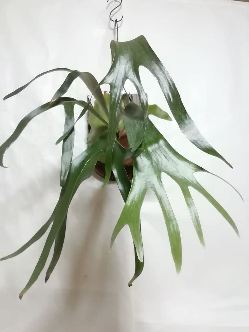 希少　ウイリンキー変異個体株　大株　お値打ち株です