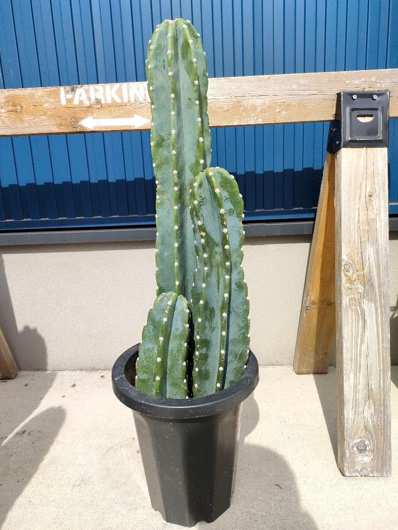 トップ GOLDWIN レーシングスーツ G-7501Jパット付きワンピース 140