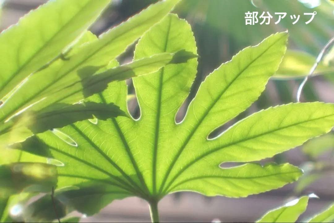 ライカ｜ヘクトール L73mm/F1.9 Hektor 7.3cm ニッケル