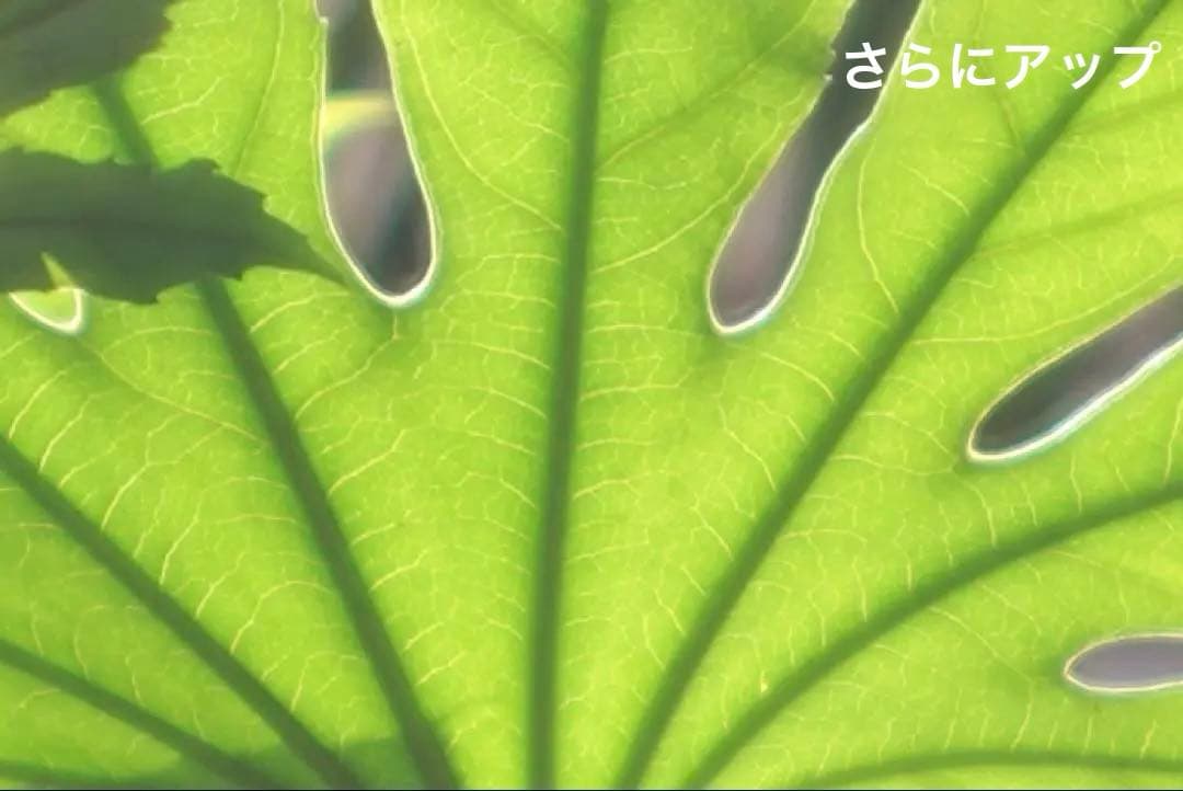 ライカ｜ヘクトール L73mm/F1.9 Hektor 7.3cm ニッケル