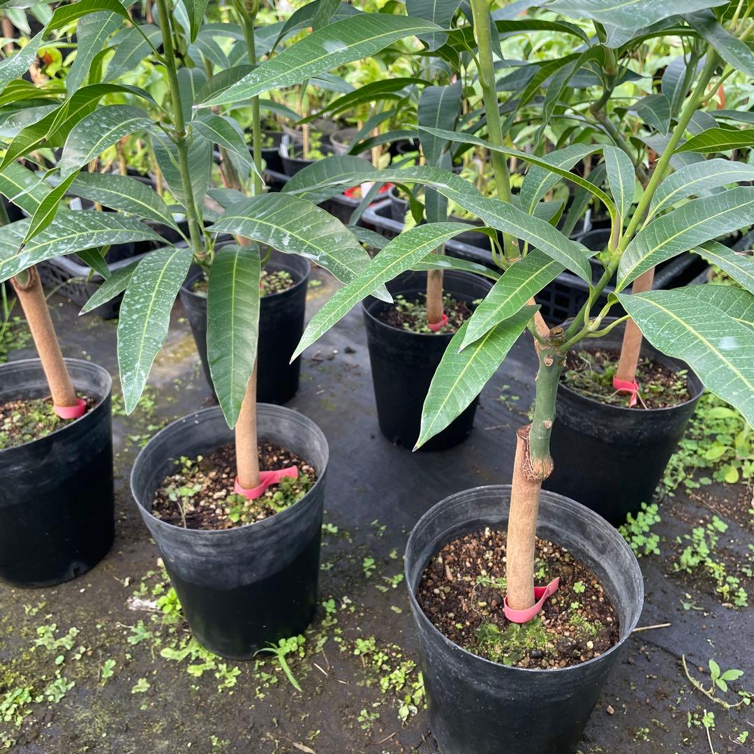 マンゴー苗 6号サイズ - メルカリ