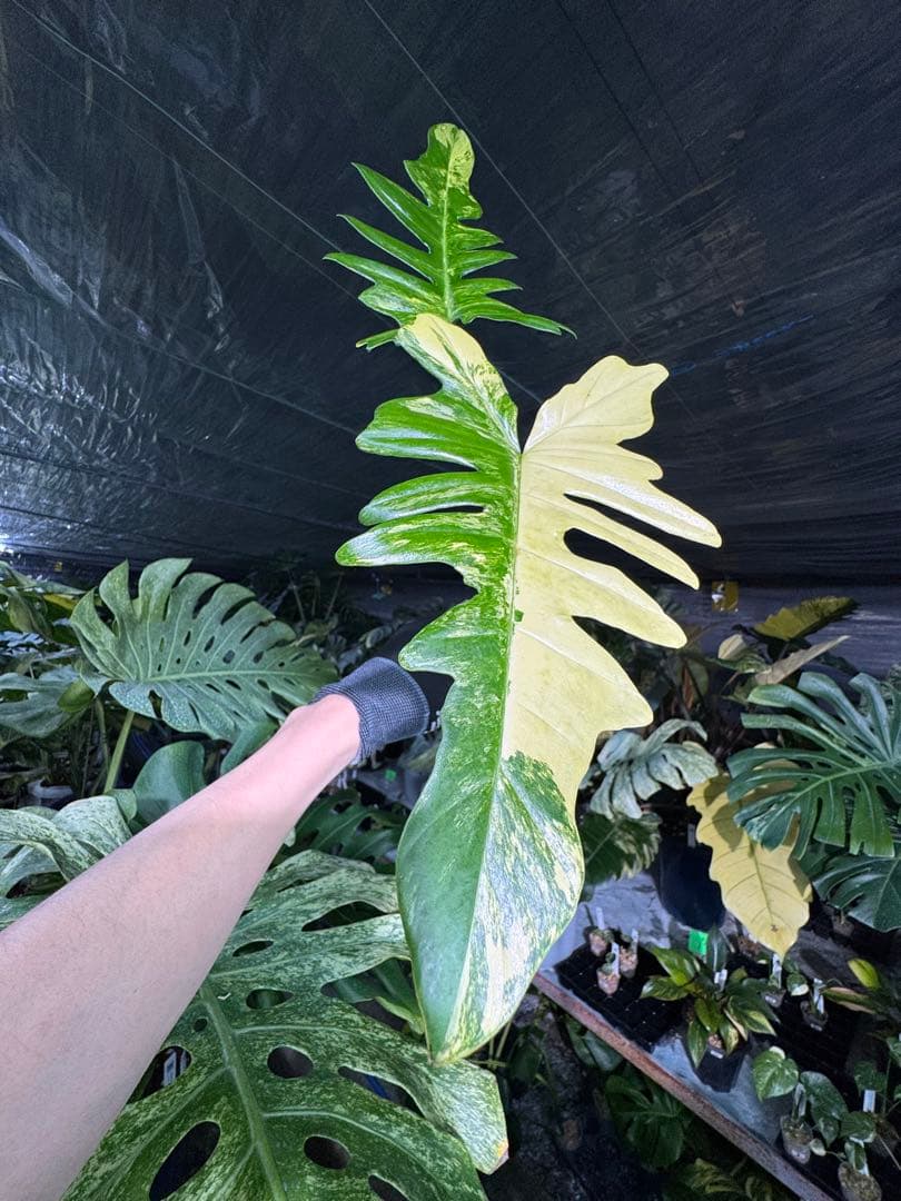 N2 フィロデンドロン　キティナ　健康カット苗 フィロデンドロン 'キティナ' （フロリダビューティー×マヨイ