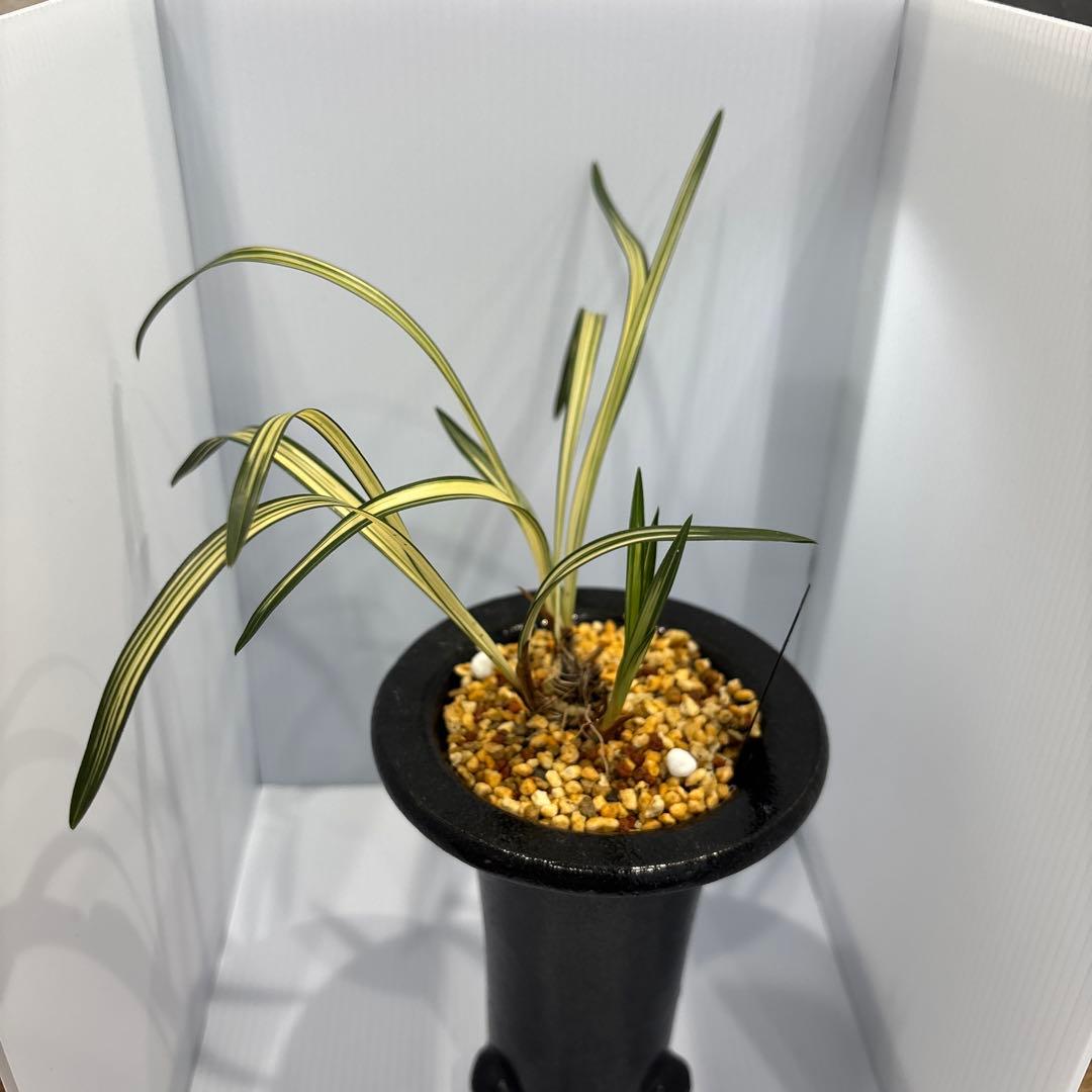 春蘭 韓国春蘭 日本春蘭 観月の宴No.1 その他 苗木 植木