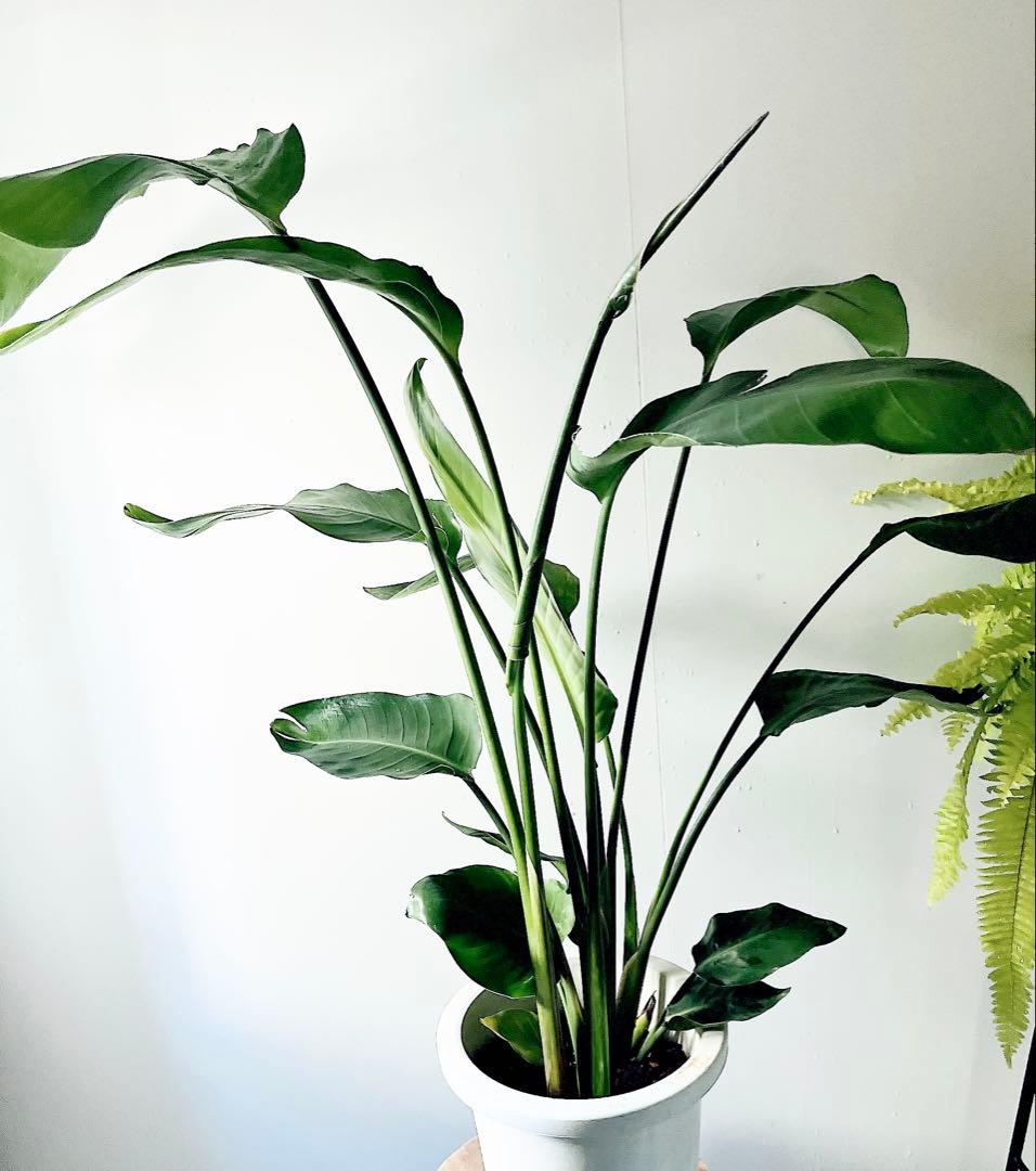 《特別価格》特大ストレリチアオーガスタ 3株植え✨ 8号鉢 高さ 約100cm