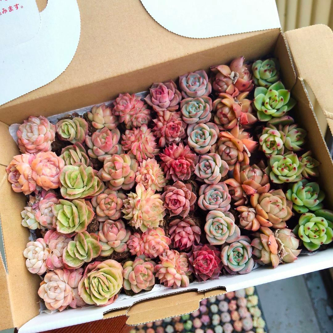 プラグ苗箱いっぱいセット✨多肉植物 エケベリア 詰め合わせ 寄せ植え