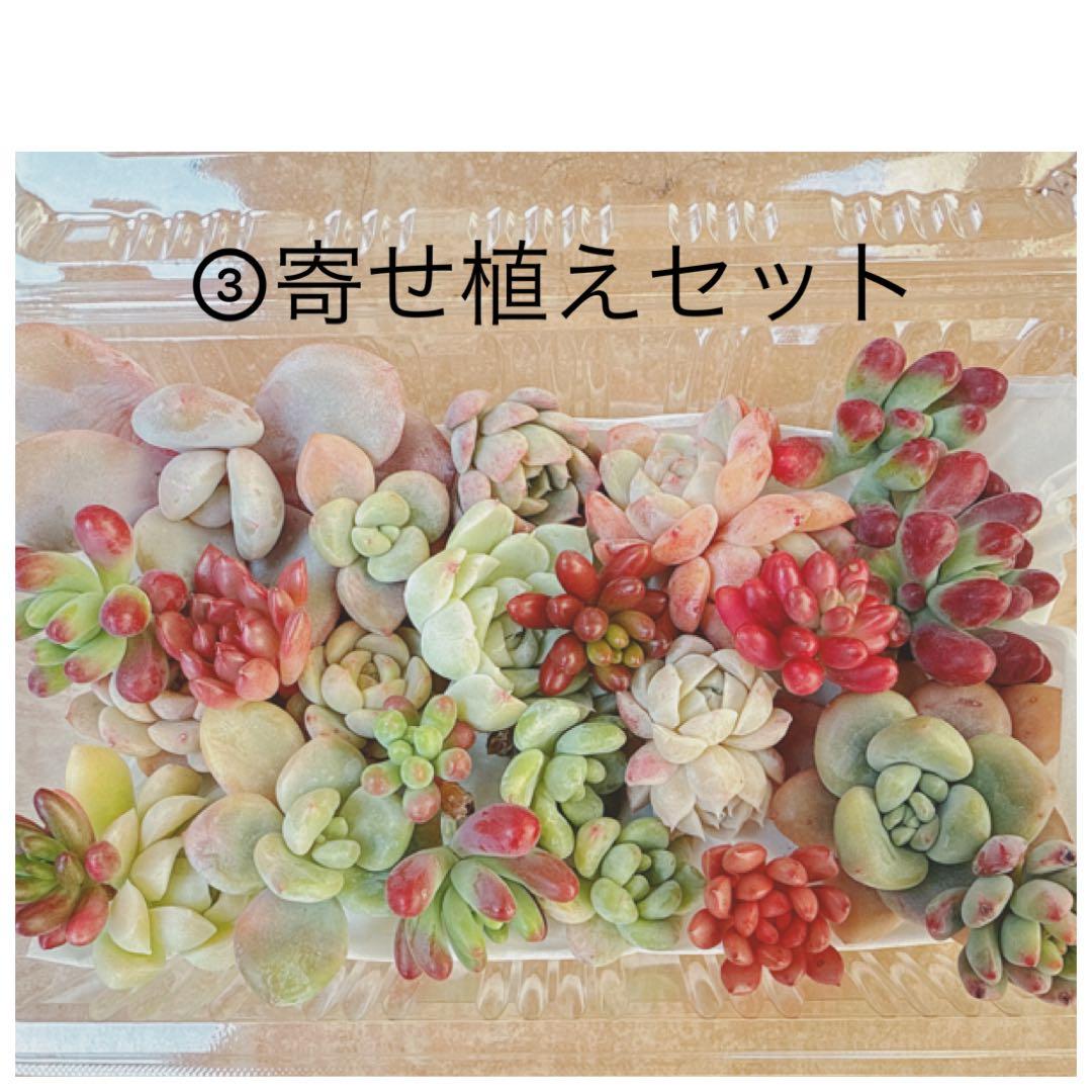 ③寄せ植えセット カット苗詰め合わせ 多肉植物 エケベリア セダム