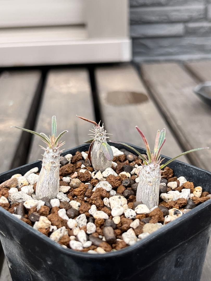 パキポディウム グラキリス 実生⑤ - メルカリ