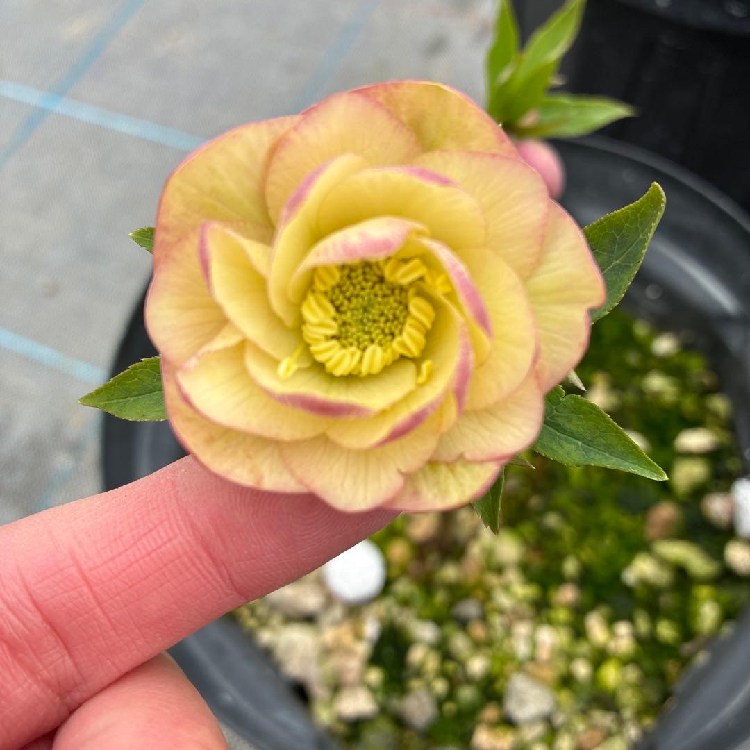 専用になります。 スズキ ワゴンR 660 FX リミテッド アイドリングストップ（価格:36.2万