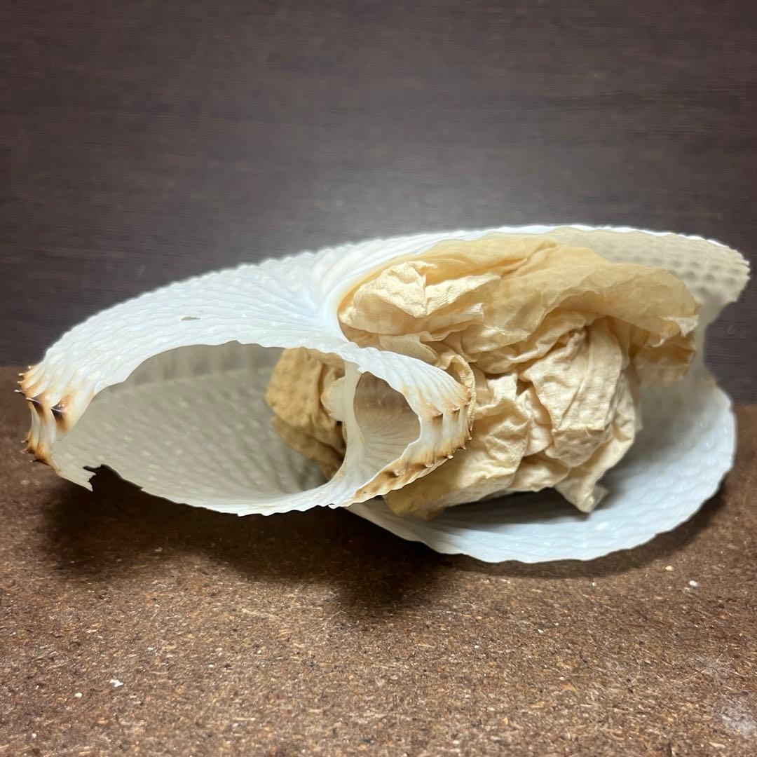 激レア 訳あり チリメンアオイガイ - メルカリ