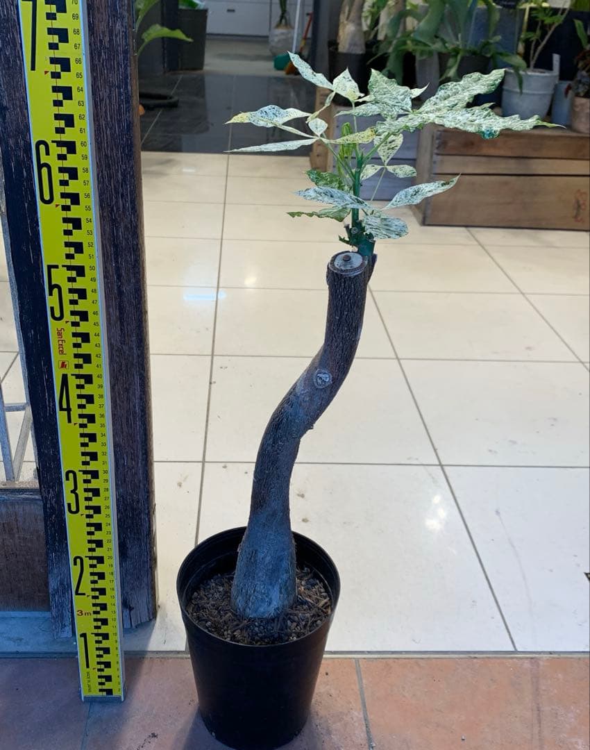 パキラ ミルキーウェイ 17