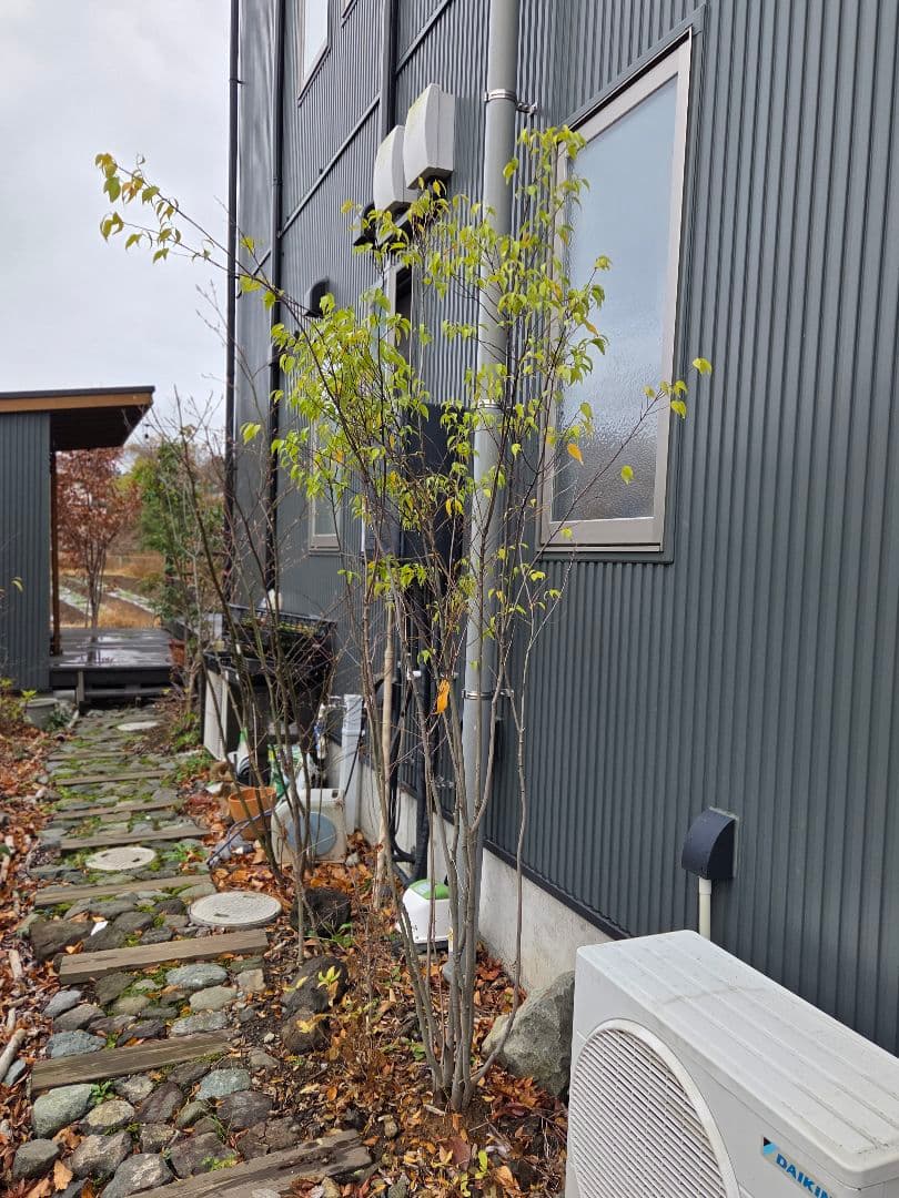 格安〗ハイノキ 2m ※直接引き渡し限定