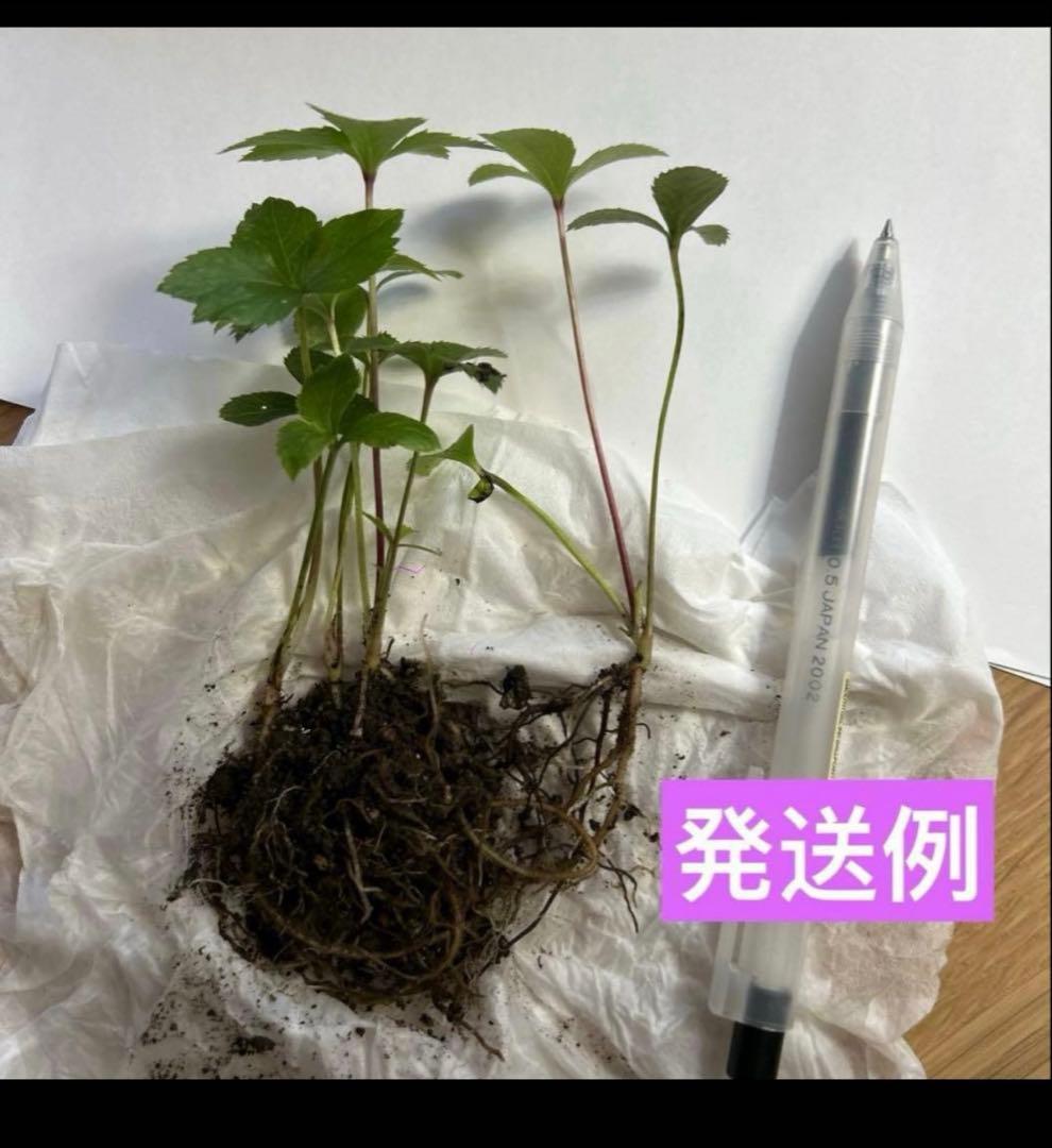 さとし様専用 クリスマスローズ小苗4本セット - メルカリ