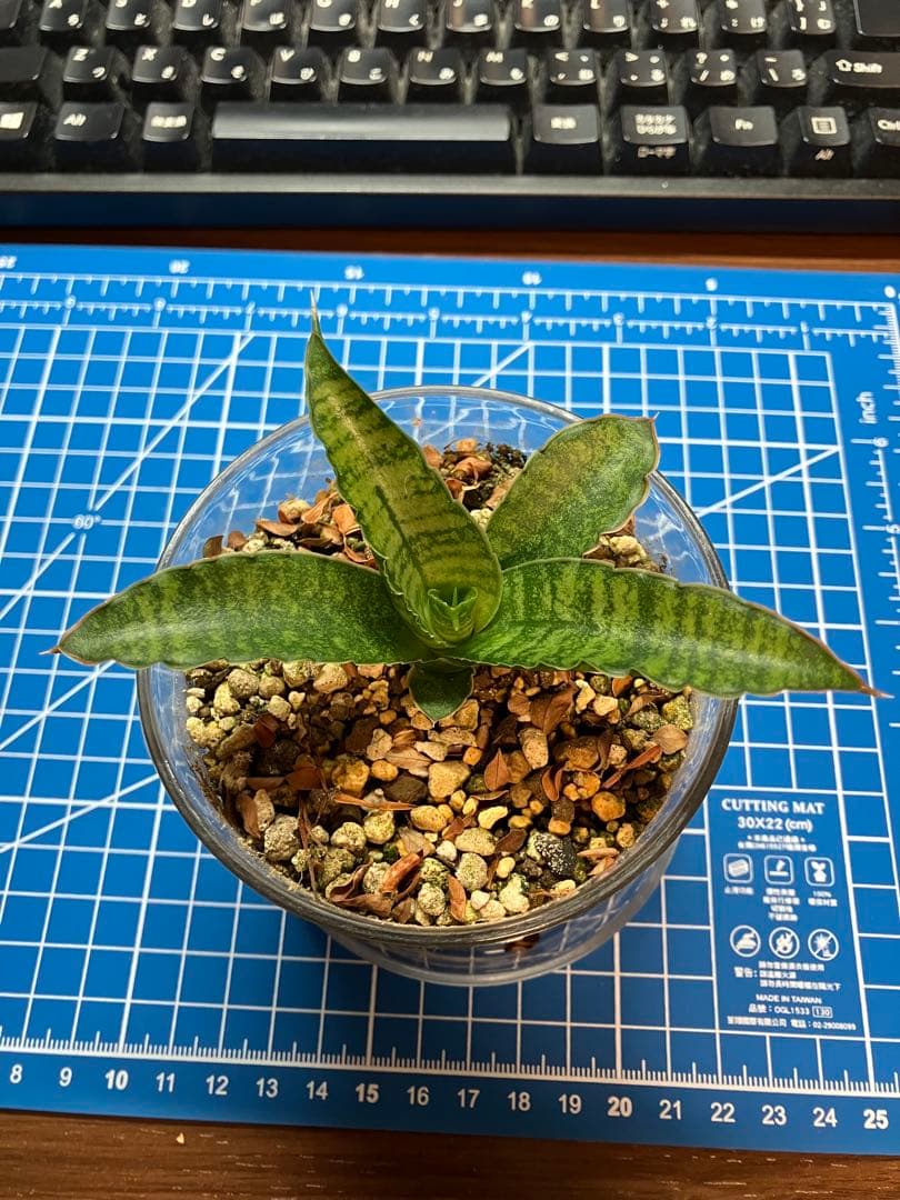 サンスベリア マーシャ アンジャニ - メルカリ