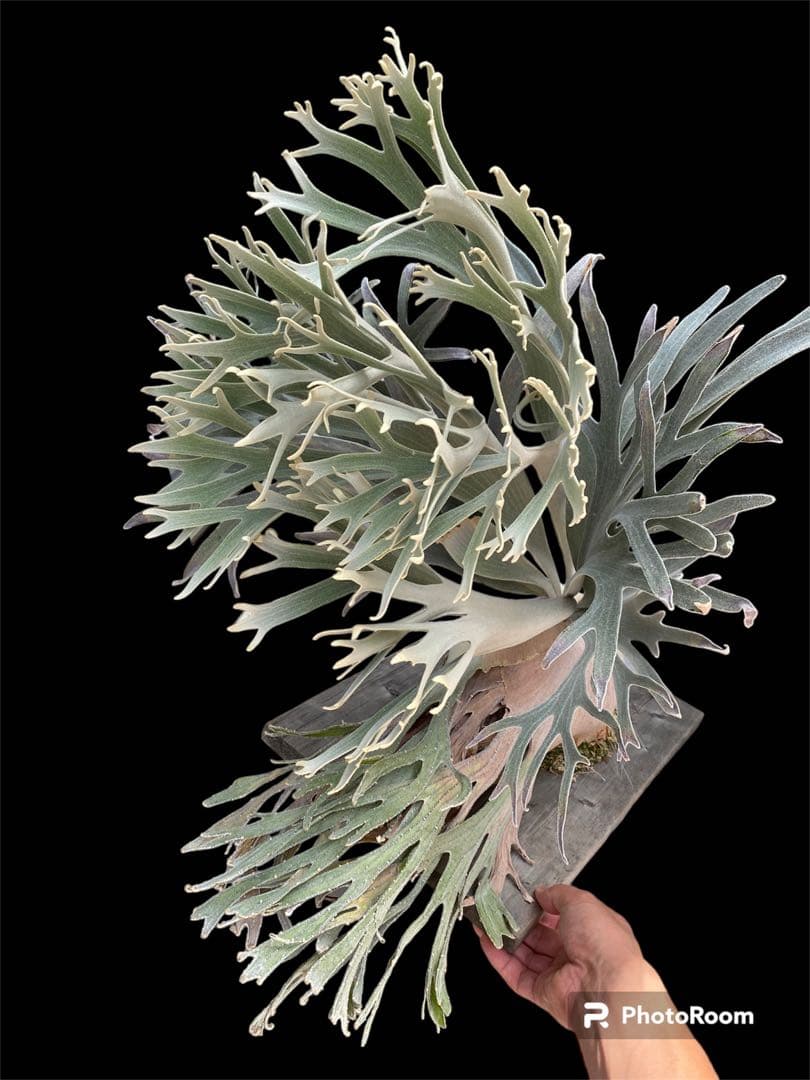 ビカクシダ veitchii pedro tatsuta OC 胞子 - メルカリ