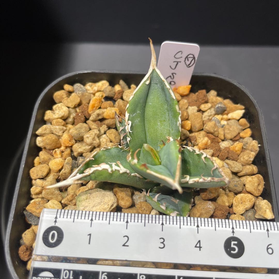 アガベ チタノタ ホオジロザメ 大白鯊 CJスペシャル ⑦ - メルカリ