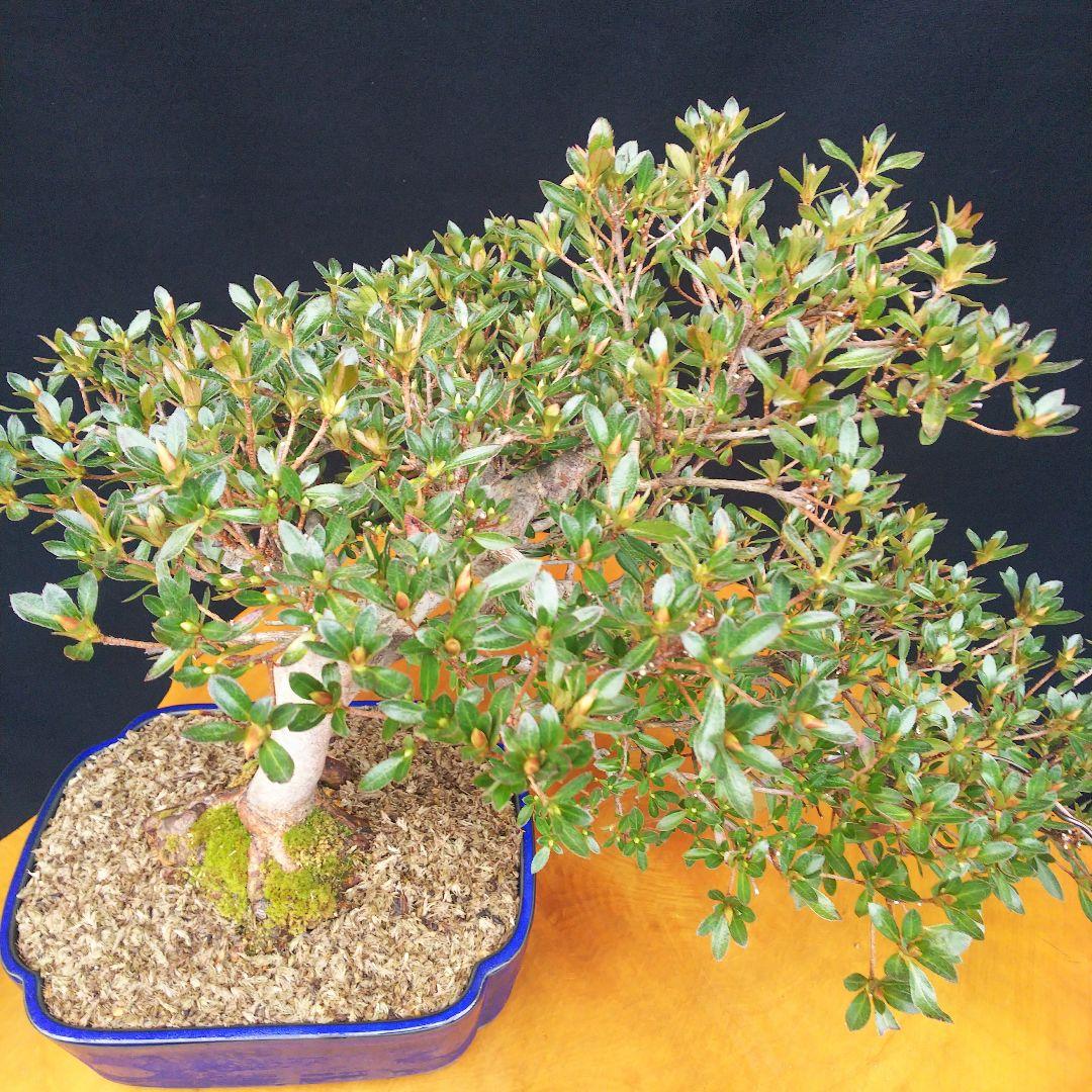 さつき盆栽【貴公子】皐月盆栽 - メルカリ