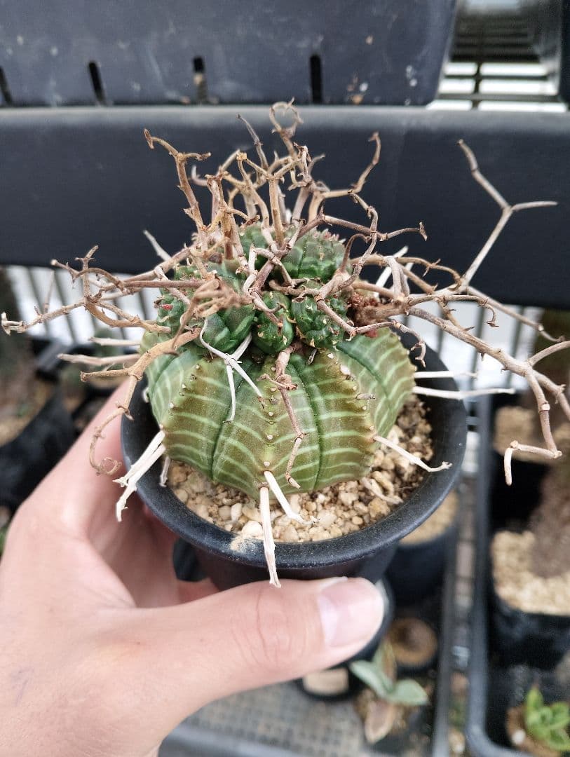 特選 ユーフォルビア スーパー バリダ 多頭株 - メルカリ