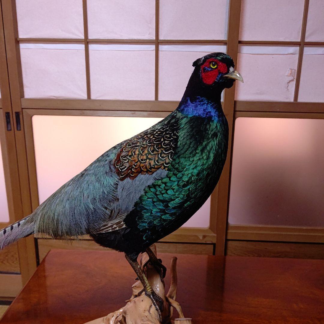 ‼️本物剥製‼️ 日本のキジ‼️プロが剥製‼️オマケ付き(o^－^o)
