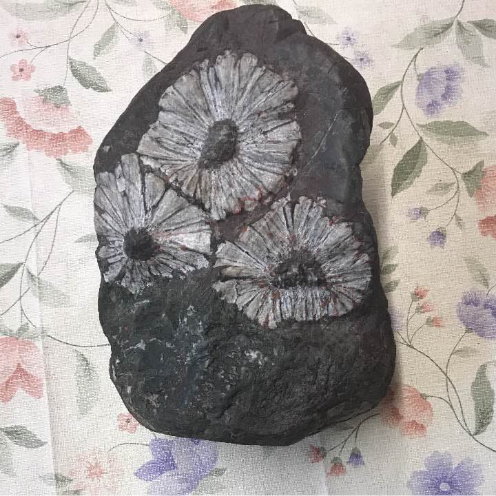 花の化石 石本藤雄展 芥子 -けし- – Mustakivi