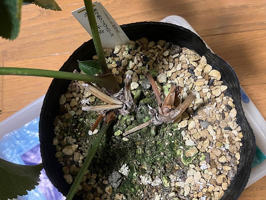 さつき様専用 クリスマスローズ dd キラメキ☆ 来季用 - メルカリ