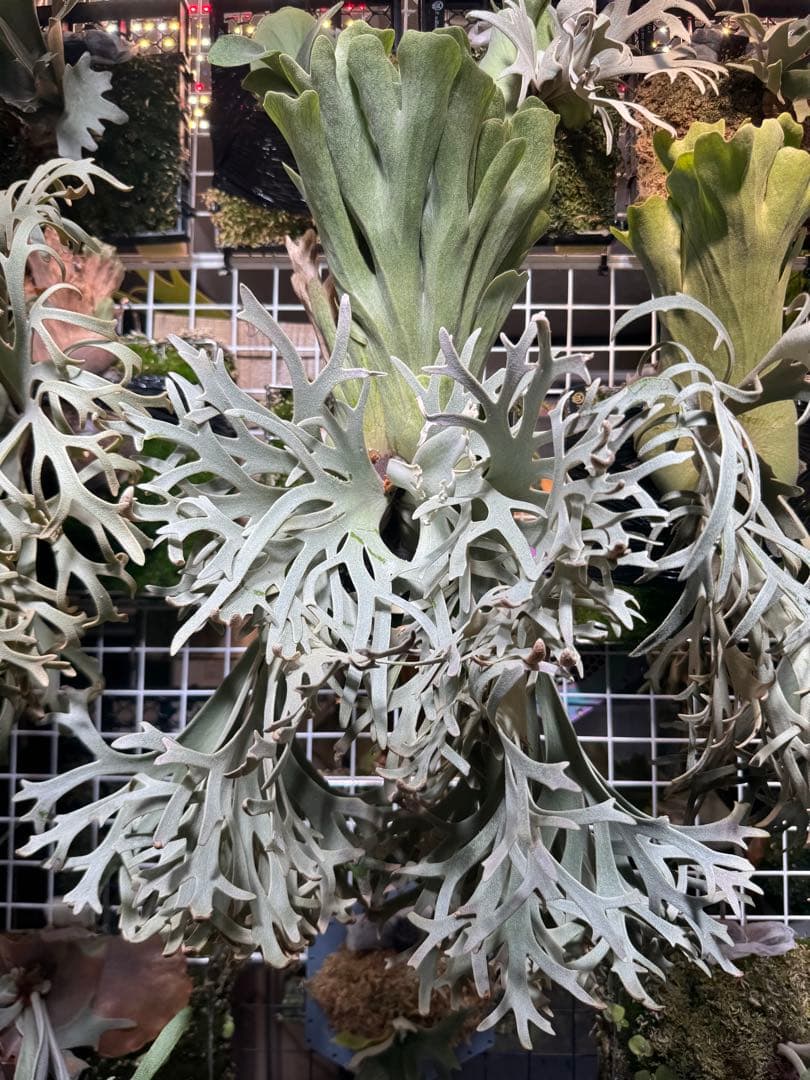 胞子　willinckii cv 伊右衛門　ビカクシダ　② Platycerium willinckii cv.Zion(pup) ビカクシダ ウィリンキ