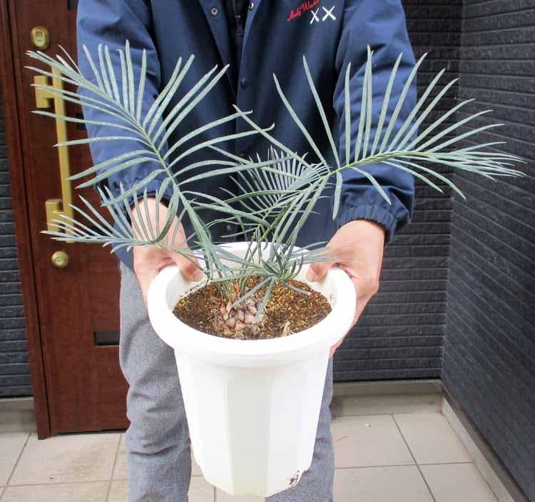 【現品】サイカス・カイルンシアナ 　8号鉢　N8番 激レア！現品お届け】サイカス カイルンシアナ（ブルーソテツ）8号