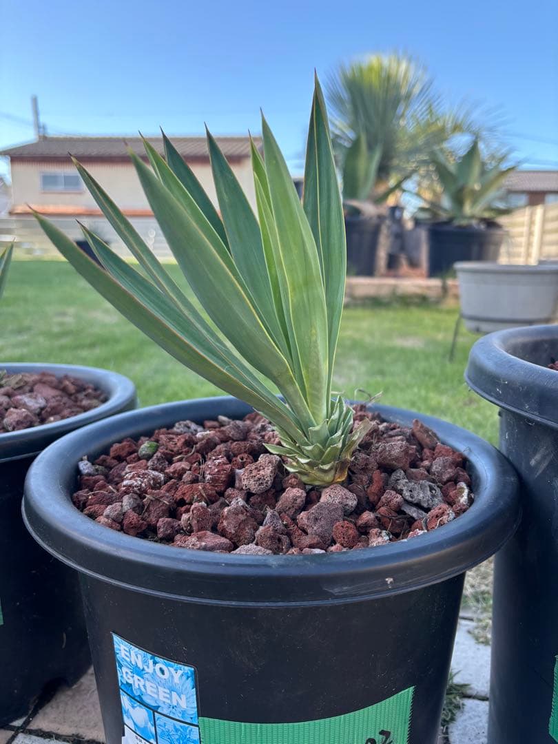 ユッカ グロリオサ キミガヨラン 8号 - メルカリ