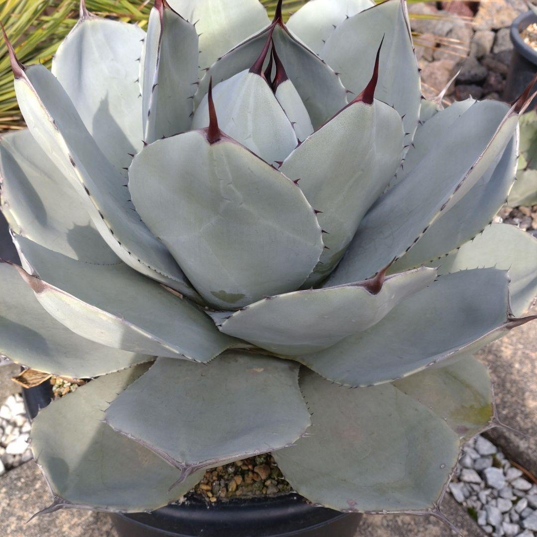 アガベ パリートランカータ丸葉タイプ - メルカリ