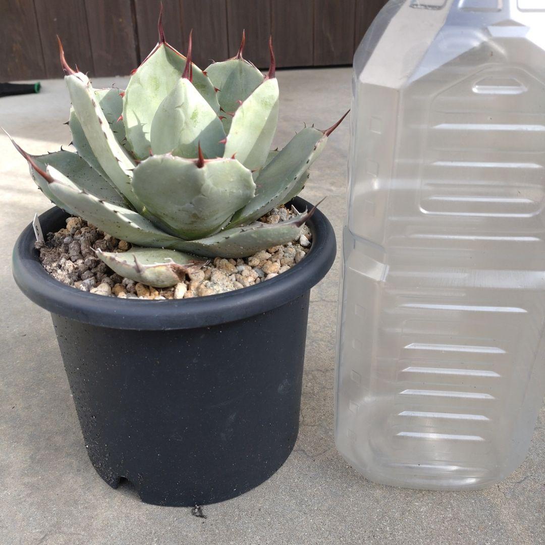 アガベ パリートランカータ丸葉タイプ - メルカリ