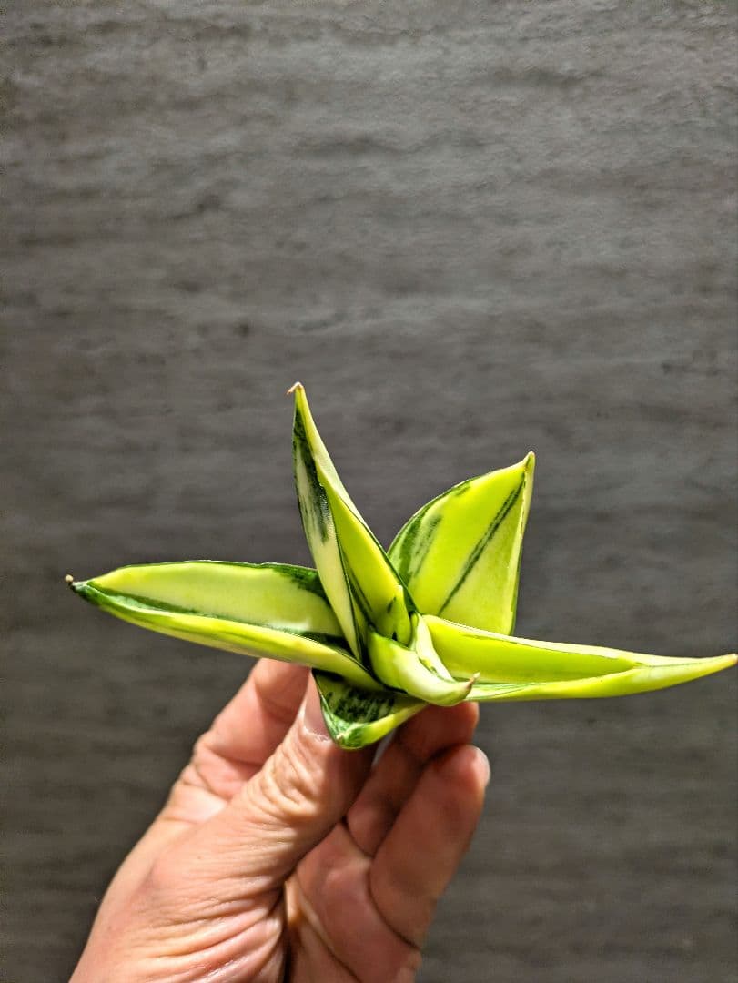超希少　マンジャ　ハイブリッド　斑入り　サンスベリア　ロリダ　多肉植物 園芸ネット本店｜[ザ・ファームセレクト]サンセベリア：ロリダ斑入 3号