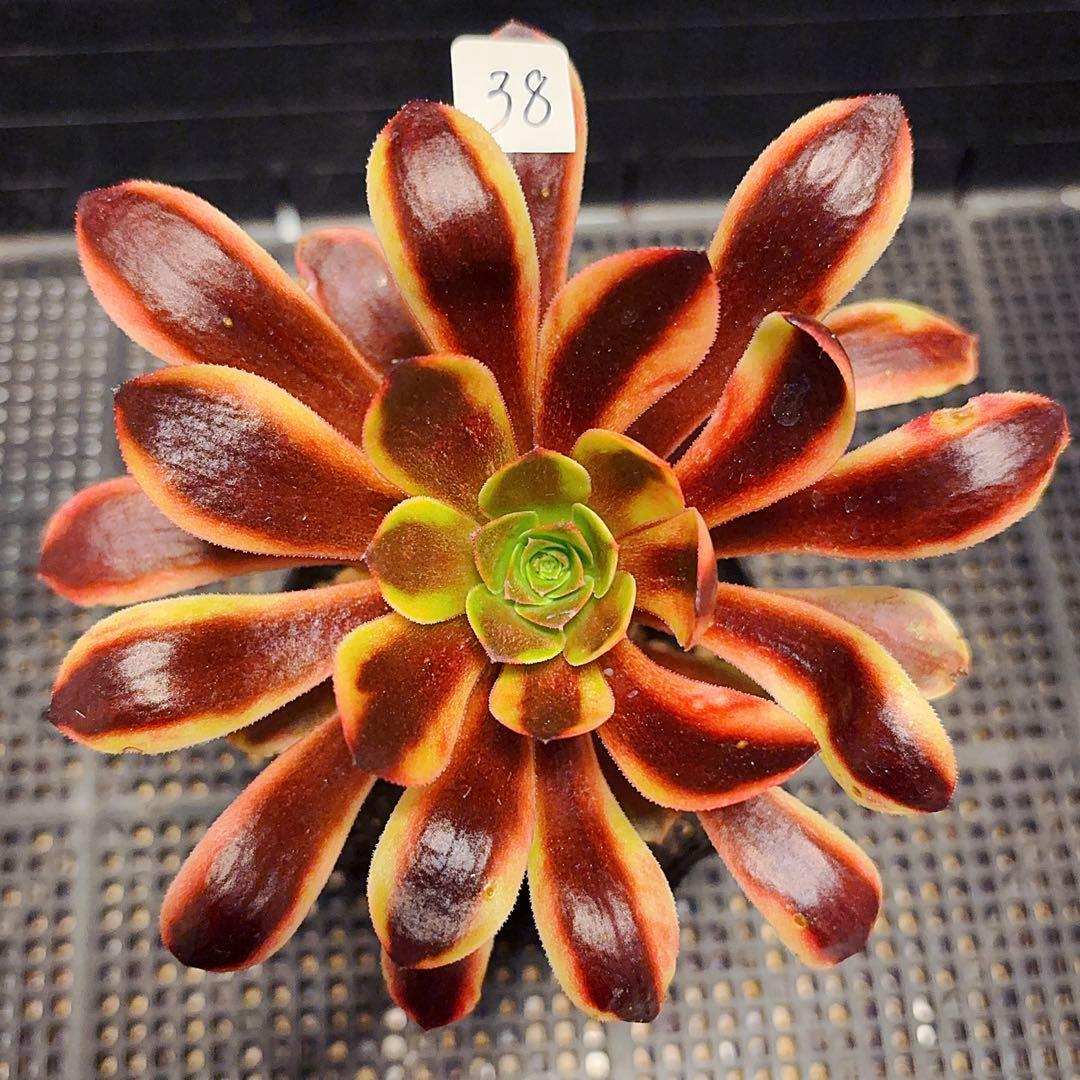 38 #多肉植物アエオニウム錦❤️スーパーバン❤️1大頭14cm拨き苗