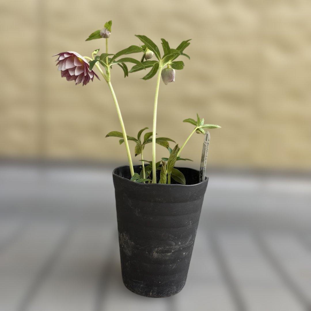 リバーシブルオーレアミスト 広瀬園芸 クリスマスローズ 白抜け 開花株